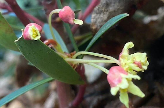Tasmanian Pepperberry Flowers
